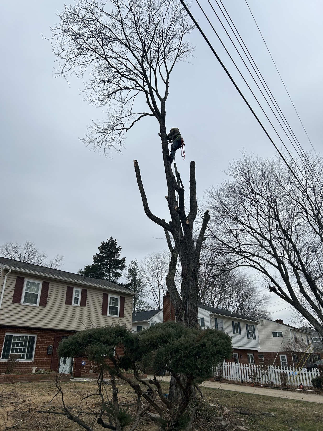 Technical tree removal next to utility lines with rigging visible